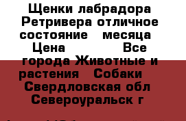 Щенки лабрадора Ретривера отличное состояние 2 месяца › Цена ­ 30 000 - Все города Животные и растения » Собаки   . Свердловская обл.,Североуральск г.